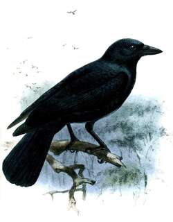 新喀鸦 / New Caledonian Crow / Corvus moneduloides