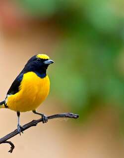 紫喉歌雀 / Purple-throated Euphonia / Euphonia chlorotica