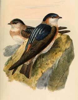 栗领崖燕 / Chestnut-collared Swallow / Petrochelidon rufocollaris