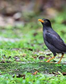 爪哇八哥 / Javan Myna / Acridotheres javanicus
