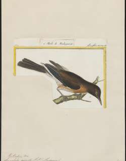 马岛八哥 / Madagascan Starling / Hartlaubius auratus