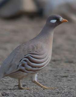 沙鹑 / Sand Partridge / Ammoperdix heyi
