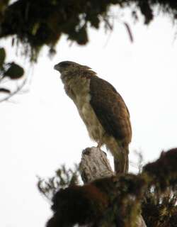 新几内亚角雕 / Papuan Eagle / Harpyopsis novaeguineae