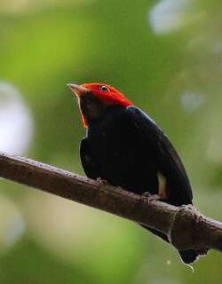 红头娇鹟 / Red-headed Manakin / Ceratopipra rubrocapilla