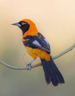 橙背拟鹂 / Orange-backed Troupial / Icterus croconotus
