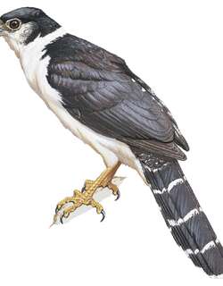 巴氏林隼 / Buckley’s Forest Falcon / Micrastur buckleyi
