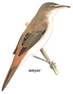 噪大苇莺 / Clamorous Reed Warbler / Acrocephalus stentoreus