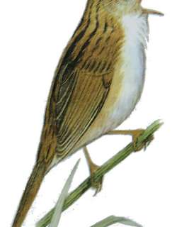 斑背大尾莺 / Marsh Grassbird / Helopsaltes pryeri