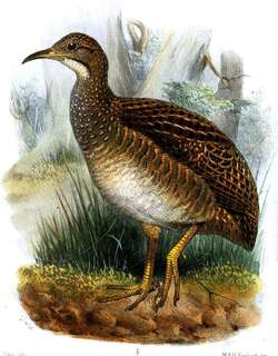 高山斑䳍 / Taczanowski’s Tinamou / Nothoprocta taczanowskii