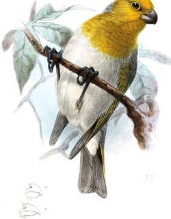 黄胸管舌雀 / Palila / Loxioides bailleui