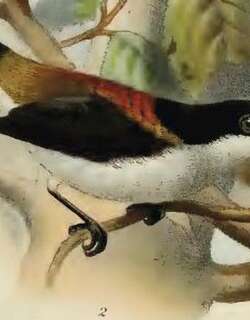 四色啄花鸟 / Cebu Flowerpecker / Dicaeum quadricolor