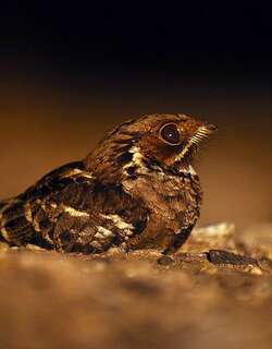 印度长尾夜鹰 / Jerdon’s Nightjar / Caprimulgus atripennis