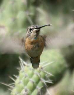 紫领蜂鸟 / Purple-collared Woodstar / Myrtis fanny