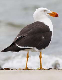 太平洋鸥 / Pacific Gull / Larus pacificus