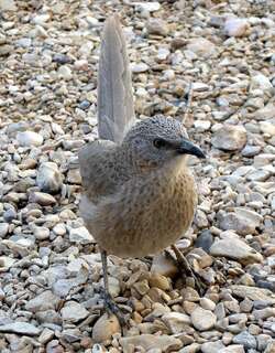 阿拉伯鸫鹛 / Arabian Babbler / Argya squamiceps