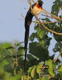 乐园维达雀 / Long-tailed Paradise Whydah / Vidua paradisaea