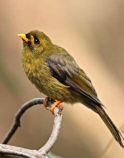 矿吸蜜鸟 / Bell Miner / Manorina melanophrys