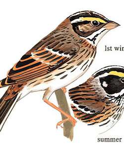 黄眉鹀 / Yellow-browed Bunting / Emberiza chrysophrys