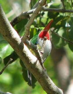 波多黎各短尾鴗 / Puerto Rican Tody / Todus mexicanus