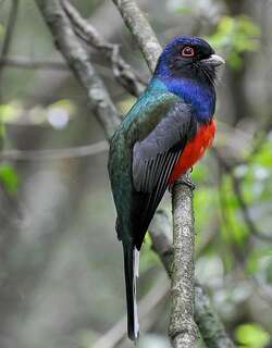 苏鲁美洲咬鹃 / Surucua Trogon / Trogon surrucura