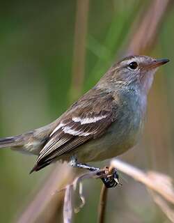 塔贝森小霸鹟 / Tumbesian Tyrannulet / Phaeomyias tumbezana