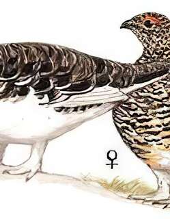 岩雷鸟 / Rock Ptarmigan / Lagopus muta