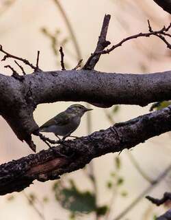 大冕柳莺 / Western Crowned Warbler / Phylloscopus occipitalis
