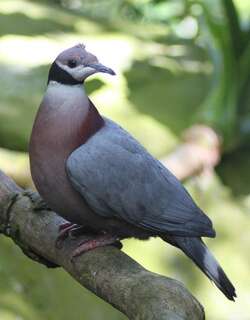 黑领皇鸠 / Collared Imperial Pigeon / Ducula mullerii