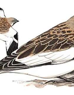 白斑翅雪雀 / White-winged Snowfinch / Montifringilla nivalis