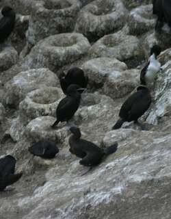 铜鸬鹚 / Otago Shag / Leucocarbo chalconotus