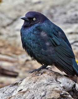 蓝头黑鹂 / Brewer’s Blackbird / Euphagus cyanocephalus