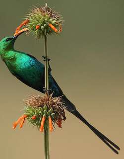 辉绿花蜜鸟 / Malachite Sunbird / Nectarinia famosa