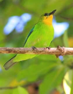 黄喉叶鹎 / Yellow-throated Leafbird / Chloropsis palawanensis