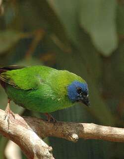 蓝脸鹦雀 / Blue-faced Parrotfinch / Erythrura trichroa