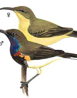黄腹花蜜鸟 / Olive-backed Sunbird / Cinnyris jugularis