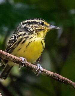 黄眉蚁鸟 / Yellow-browed Antbird / Hypocnemis hypoxantha