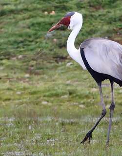 肉垂鹤 / Wattled Crane / Grus carunculata