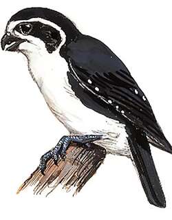 白腿小隼 / Pied Falconet / Microhierax melanoleucos