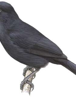 威氏黑鵙 / Willard’s Sooty Boubou / Laniarius willardi