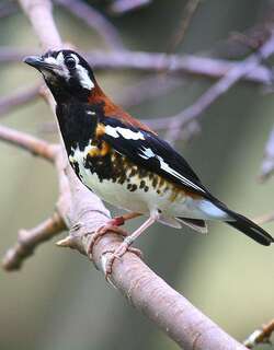 栗背地鸫 / Chestnut-backed Thrush / Geokichla dohertyi