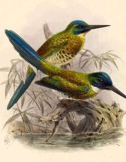 铜色鹟䴕 / Bronzy Jacamar / Galbula leucogastra