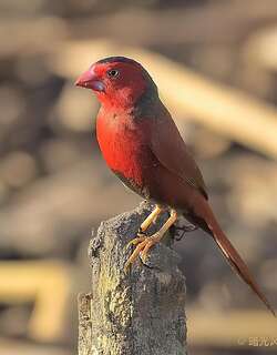 赤胸星雀 / Crimson Finch / Neochmia phaeton