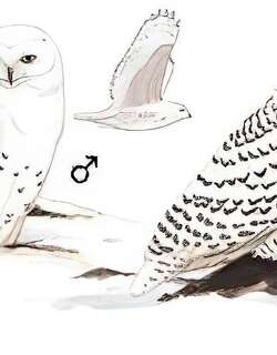 雪鸮 / Snowy Owl / Bubo scandiacus