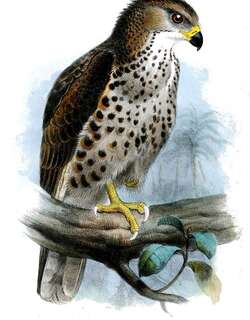 刚果蛇雕 / Congo Serpent Eagle / Circaetus spectabilis