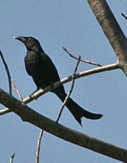华莱士卷尾 / Wallacean Drongo / Dicrurus densus