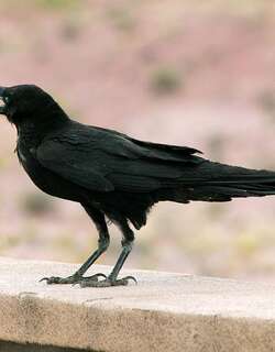 白颈渡鸦 / Chihuahuan Raven / Corvus cryptoleucus