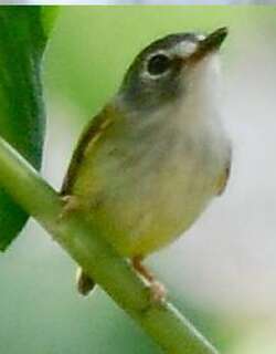 黑顶侏霸鹟 / Black-capped Pygmy Tyrant / Myiornis atricapillus