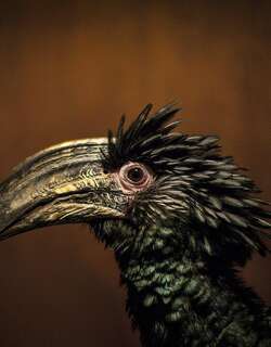 褐颊噪犀鸟 / Brown-cheeked Hornbill / Bycanistes cylindricus