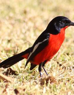 红胸黑鵙 / Crimson-breasted Shrike / Laniarius atrococcineus