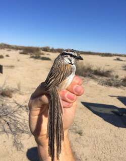 灰草鹩莺 / Grey Grasswren / Amytornis barbatus